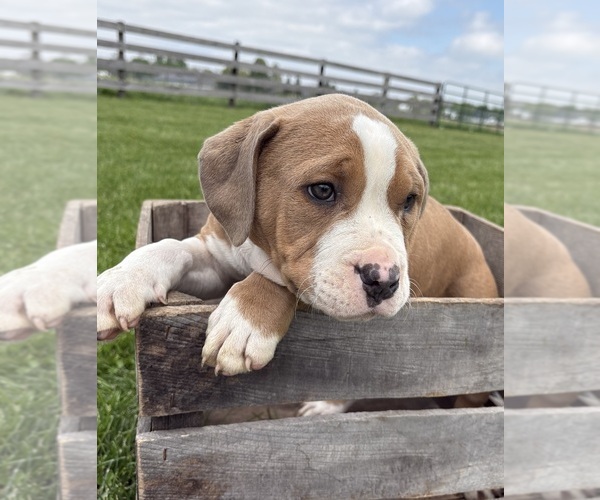 Medium Photo #3 American Bulldog Puppy For Sale in MIDDLEBURY, IN, USA