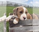 Small #2 American Bulldog