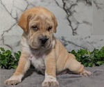 Small #10 Cocker-Pei