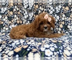 Biscuitly - Female Cavapoo (Miniature) Puppy for Sale - Photo #8