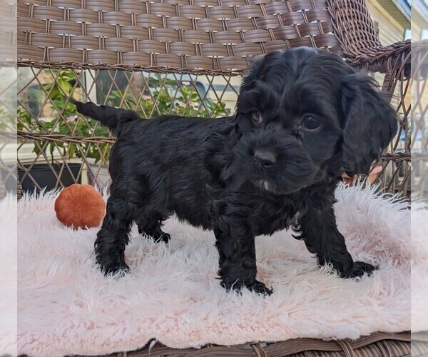 Medium Photo #3 Cock-A-Poo Puppy For Sale in SALEM, MO, USA