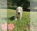 Puppy 3 Goldendoodle-Poodle (Standard) Mix