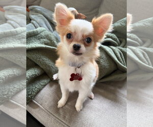 Chiranian Dogs for adoption in Grafton, WI, USA
