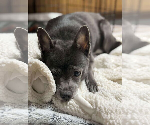 Medium Photo #3 Pomeranian-Unknown Mix Puppy For Sale in Middlesex, NC, USA