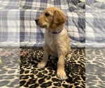 Small Photo #4 Golden Retriever Puppy For Sale in PLUMMER, ID, USA