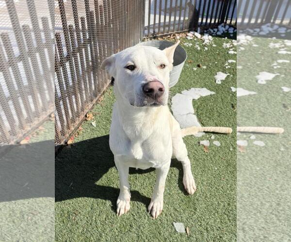 Medium Photo #3 Mutt Puppy For Sale in Rockwall, TX, USA