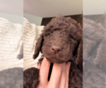 Small #2 Labradoodle mix (+ Poodle Standard)