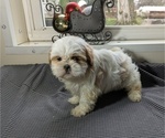 Puppy Dawn Shih Tzu
