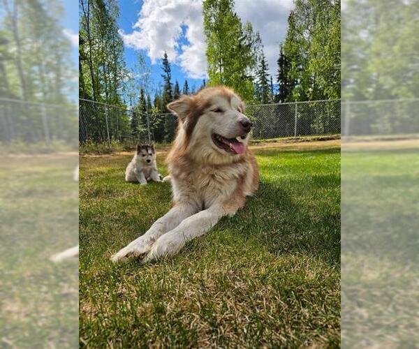 Medium Photo #1 Alaskan Malamute Puppy For Sale in Fairbanks, AK, USA
