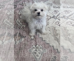 Maltese Puppy for sale in BLOOMINGTON, IN, USA