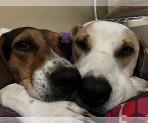 Treeing Walker Coonhound Dogs for adoption in Bristol, CT, USA