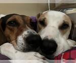 Small Treeing Walker Coonhound