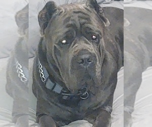 Father of the Cane Corso puppies born on 04/02/2023