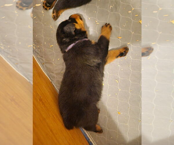 Medium Photo #5 Rottweiler Puppy For Sale in WINDSOR, ME, USA