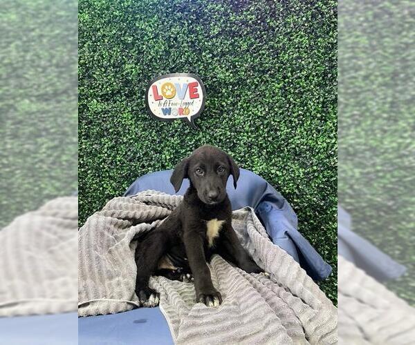 Medium Photo #2 Labrador Retriever-Unknown Mix Puppy For Sale in Corpus Christi, TX, USA