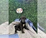 Small #1 Labrador Retriever Mix