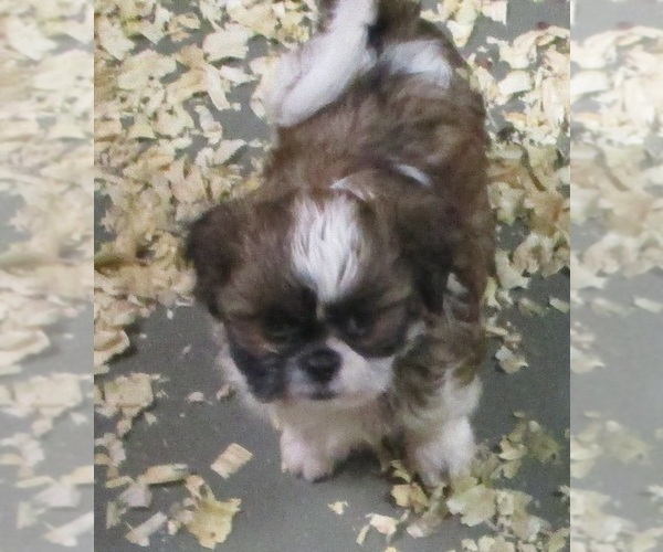 Medium Photo #16 Shih Tzu Puppy For Sale in CARROLLTON, GA, USA