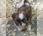 Small Photo #16 Shih Tzu Puppy For Sale in CARROLLTON, GA, USA