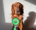 Small Photo #1 Golden Retriever Puppy For Sale in AUMSVILLE, OR, USA