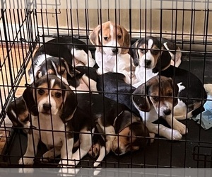 Beagle Puppy for sale in ILION, NY, USA