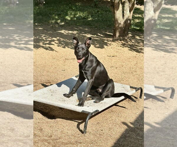 Medium Photo #29 Shepradors Puppy For Sale in Brewster, NY, USA
