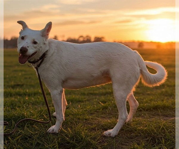 Medium Photo #1 Mutt Puppy For Sale in Denver, CO, USA