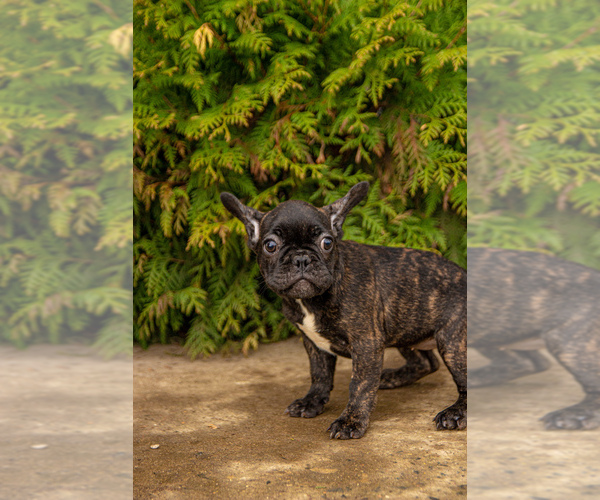 Medium Photo #3 French Bulldog Puppy For Sale in DES PLAINES, IL, USA