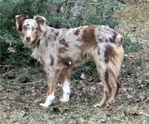 Mother of the Miniature Australian Shepherd puppies born on 11/11/2024