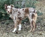 Small Photo #1 Miniature Australian Shepherd Puppy For Sale in BUSH, LA, USA