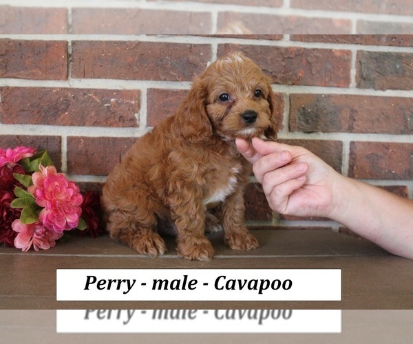 Medium Photo #3 Cavapoo (Miniature) Puppy For Sale in CLARKRANGE, TN, USA