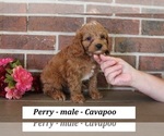 Small #2 Cavapoo (Miniature)