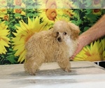 Pretzel - Male Poodle (Toy) Puppy for Sale - Photo #20