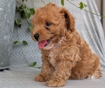Small Photo #34 Poodle (Toy) Puppy For Sale in GOSHEN, IN, USA