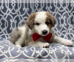 Small Photo #10 Australian Shepherd Puppy For Sale in LAKELAND, FL, USA