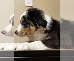 Small Photo #6 Australian Shepherd Puppy For Sale in WOODSTOCK, IL, USA