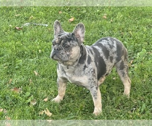 Father of the French Bulldog puppies born on 12/14/2024