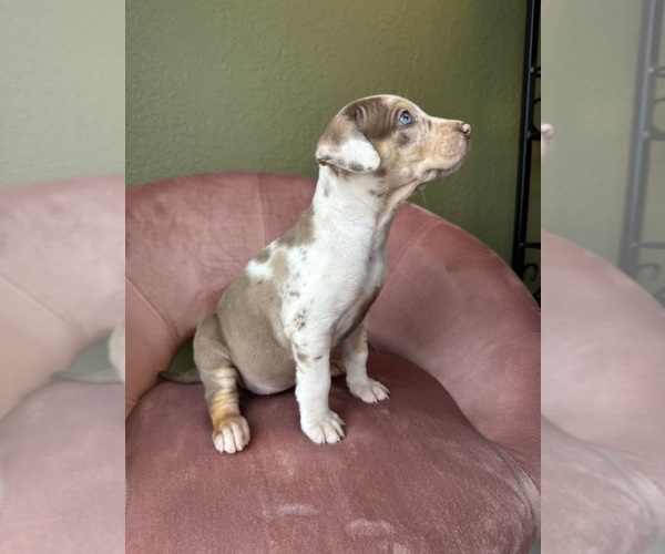 Medium Photo #8 Catahoula Leopard Dog Puppy For Sale in GERMANTOWN, IL, USA