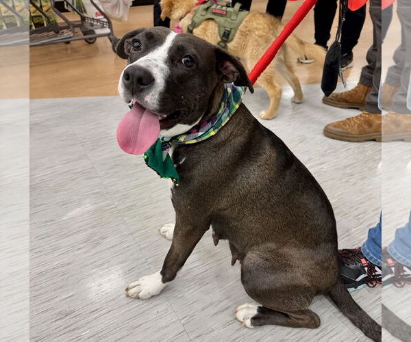 Medium Photo #2 Mutt Puppy For Sale in GILBERTS, IL, USA