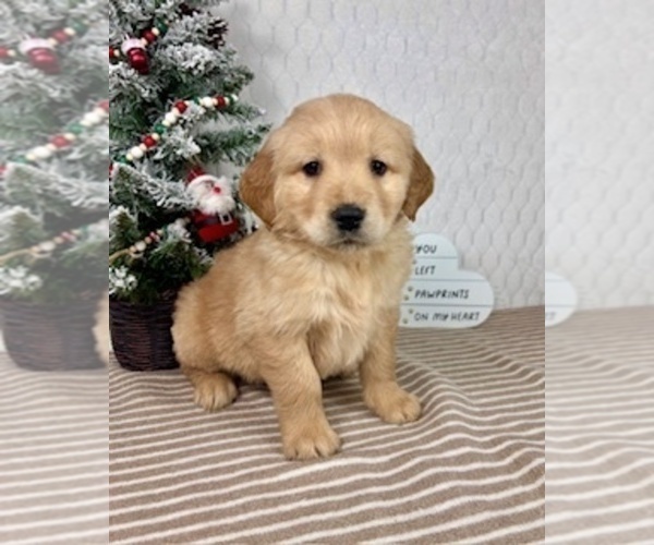 Medium Photo #1 Golden Retriever Puppy For Sale in GREENFIELD, IN, USA