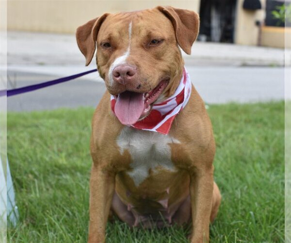 Medium Photo #26 American Staffordshire Terrier-Unknown Mix Puppy For Sale in Sanford, FL, USA