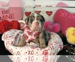Small Photo #7 English Bulldog Puppy For Sale in LEHIGH ACRES, FL, USA