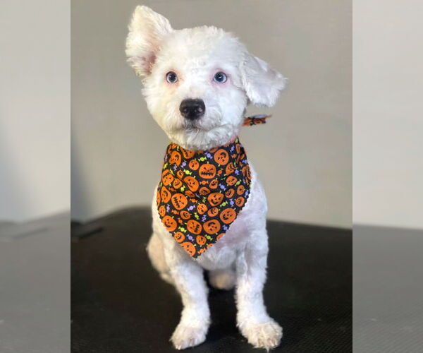 Medium Photo #1 Bichon Frise-Unknown Mix Puppy For Sale in Corona, CA, USA