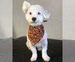 Small Bichon Frise Mix