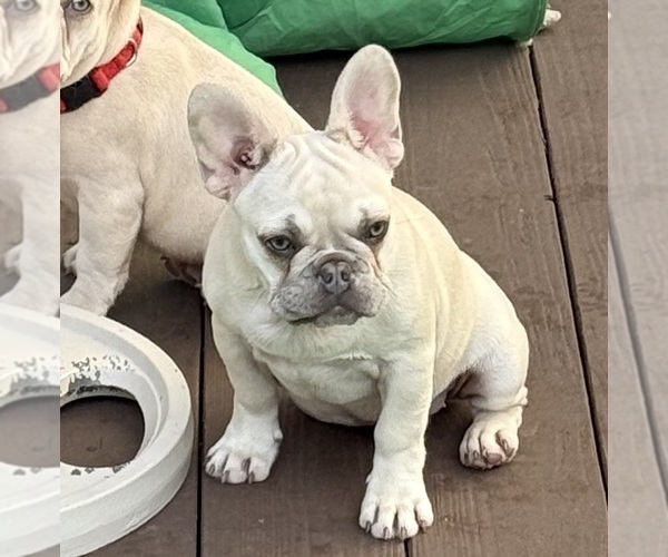 Medium Photo #2 French Bulldog Puppy For Sale in LAKE CITY, FL, USA