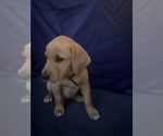 Small Photo #6 Golden Retriever Puppy For Sale in SAN FERNANDO, CA, USA