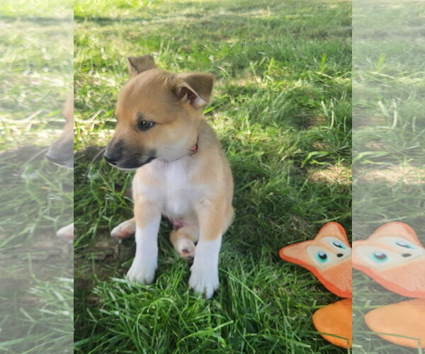 Medium Photo #3 Australian Kelpie-Golden Retriever Mix Puppy For Sale in Germantown, OH, USA