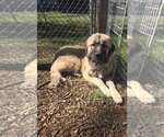 Small Photo #2 Great Pyrenees-Unknown Mix Puppy For Sale in Rustburg, VA, USA