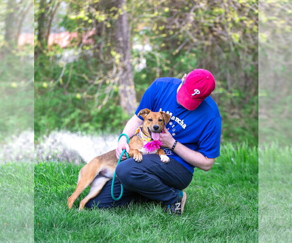 Medium Photo #20 Mutt Puppy For Sale in Unionville, PA, USA