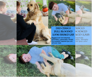 Father of the Golden Retriever puppies born on 07/10/2025