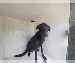 Labrador Retriever-Unknown Mix Dogs for adoption in Houston, TX, USA
